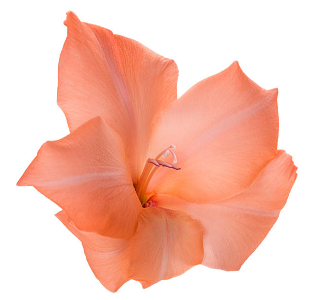 bellissimo fiore gladiolo arancione - flower purple gladiolus isolated foto e immagini stock