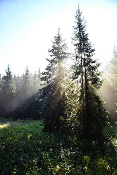 istock Beams of morning sunlight in a deep, dark forest 867319462