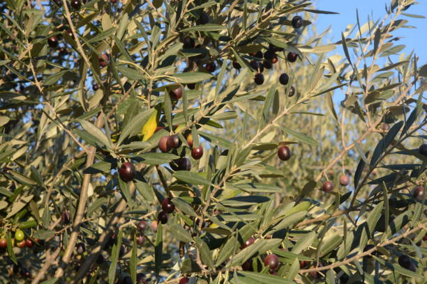 istock OLIVES ON BRANCHES, CAMPANIA, SOUTHERN ITALY. 867322346