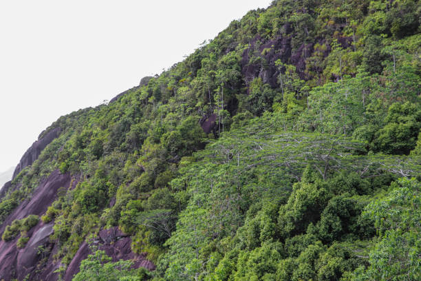 istock Seychelles nature. Mahe island. Dans Gallas trail 867329492