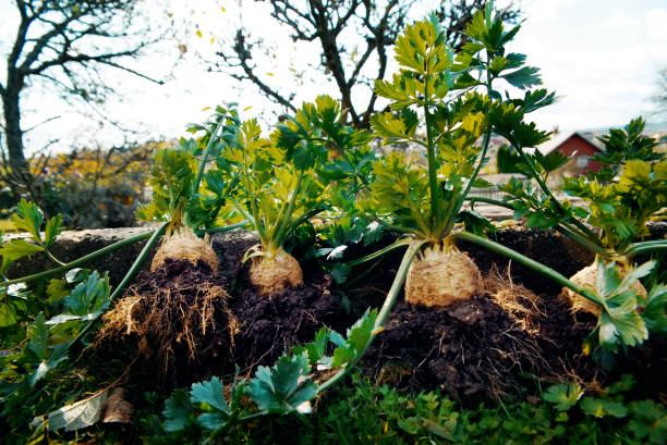 Root celeries.Tuber of celery with leaves, farm fresh produce, organic food.Celery right from ground Root celeries. Tuber of celery with leaves, farm fresh produce, organic food. Celery right from ground Celeriac stock pictures, royalty-free photos & images
