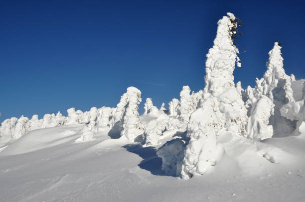 istock Trees covered with hoarfrost and snow 867330398