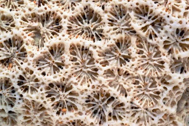 istock natural texture of a sea coral 867333534