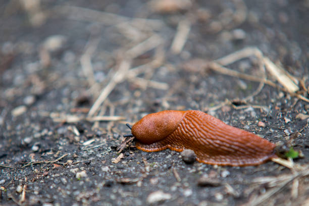 Brown snail is making its way across moss and dirt in a vibrant green garden