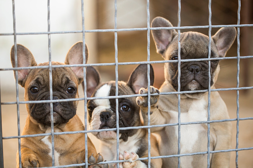 Three cute French Bulldogs puppies in their cage.