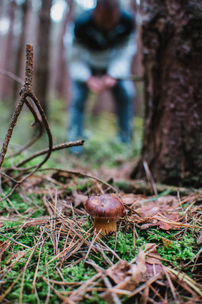 istock Close up on bay bolete ( Imleria badia ) with men on the background in forest 867337550