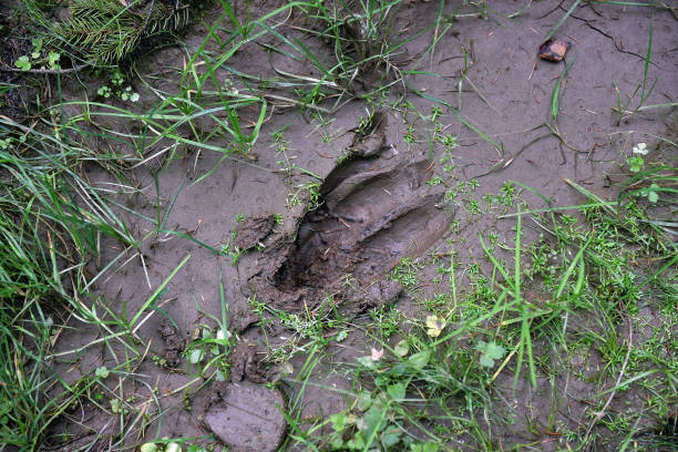 istock Deer footprint in the mud 867338134