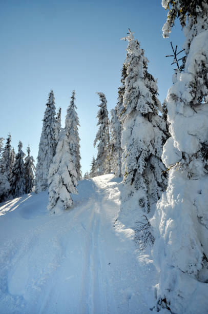 istock Winter fir trees covered with fresh snow 867338554