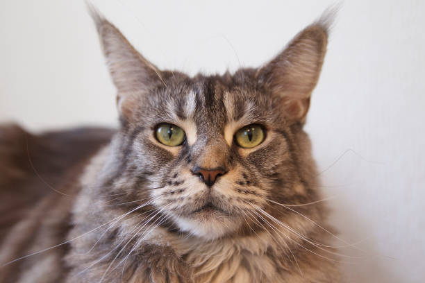 istock Young cat of Maine Coon breed 867341676