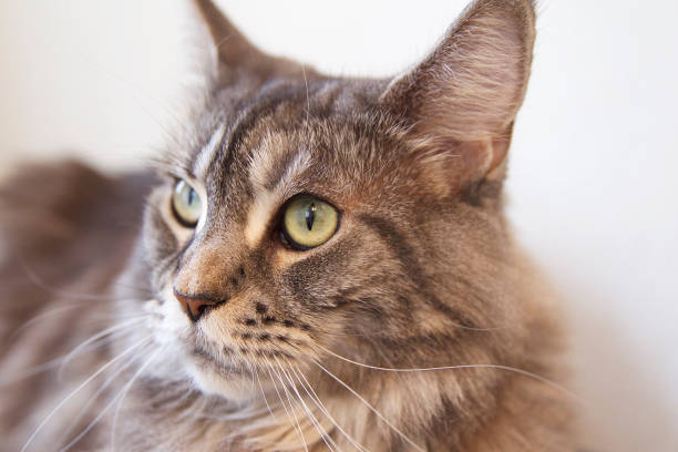 istock Young cat of Maine Coon breed 867341888