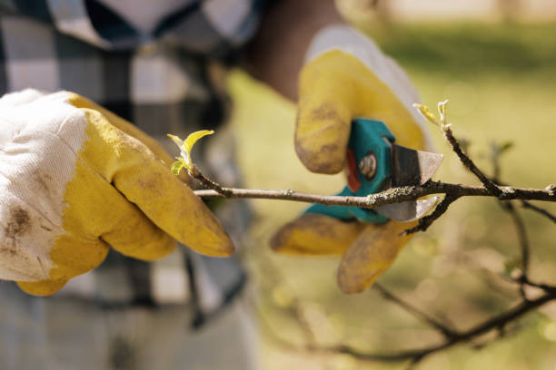 istock Close up of male hands that holding secateurs 867342244