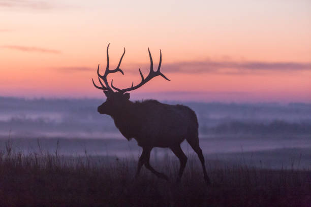 istock elk silhouette at sunrise, Kansas 867342652