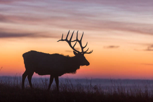 istock elk silhouette at sunrise; Kansas 867342658