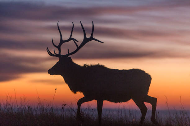 istock elk silhouette at sunrise, Kansas 867342706