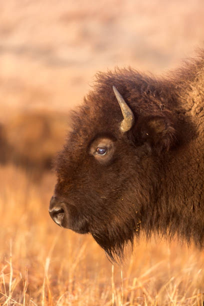 istock head of American Bison, Kansas 867342766