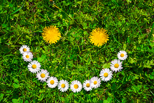 Smiley face of yellow dandelions and white daisies on green grass at summer day.