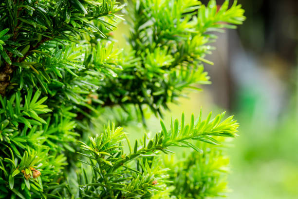 istock Taxus (Yew tree) in the garden 867345246