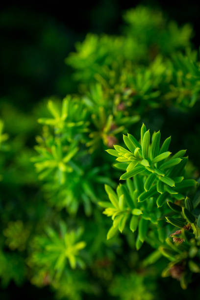 istock Taxus (Yew tree) in the garden 867345274