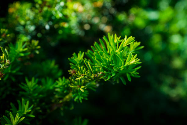 istock Taxus (Yew tree) in the garden 867345278
