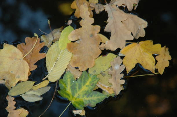 istock The leaves on the water. Autumn background 867345384