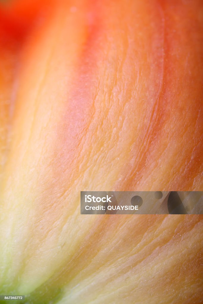 Beef tomato Macro of a beef tomato which is still ripening. Grown fresh in my garden. Abstract Stock Photo