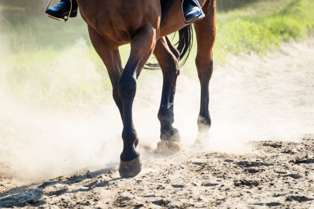 istock Horse in Sunny Dust 867348038