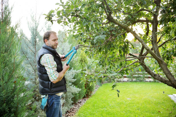 istock Gardening man landscaping trees 867353138