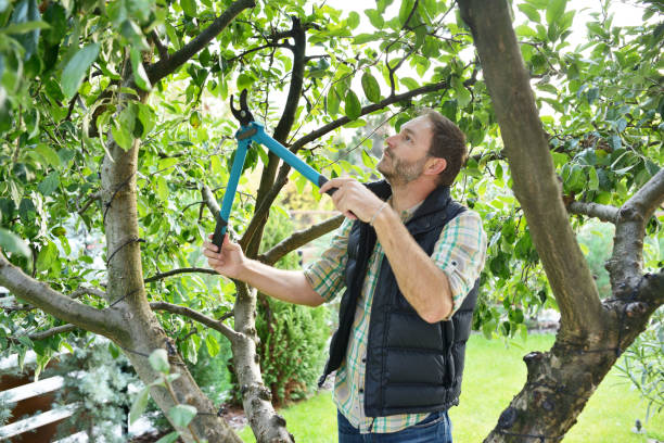 Gardening man landscaping trees Young man trimming and landscaping trees with shears. pruning shears stock pictures, royalty-free photos & images