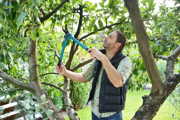 Young man trimming and landscaping trees with shears.