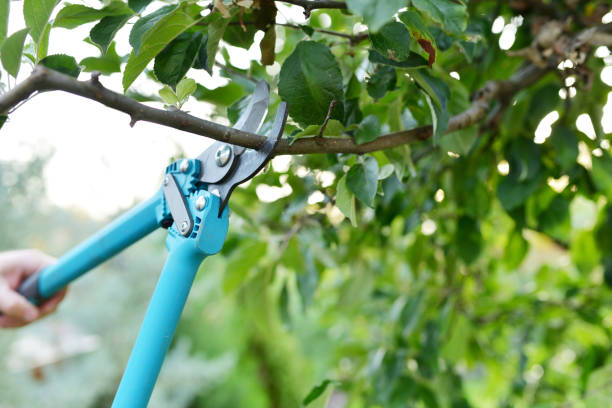 Close up from a man's hand landscaping trees Close up from a man's hand trimming and landscaping trees with shears. pruning shears stock pictures, royalty-free photos & images
