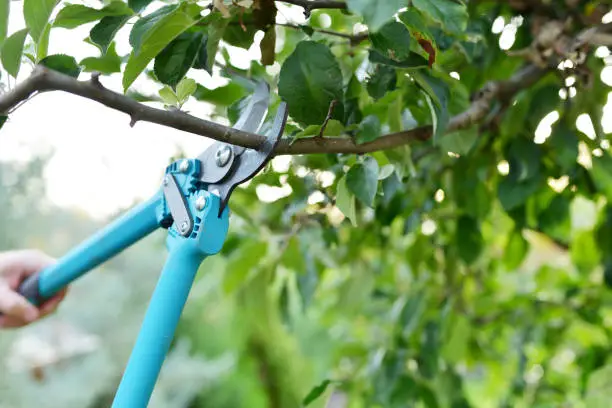 Photo of Close up from a man's hand landscaping trees