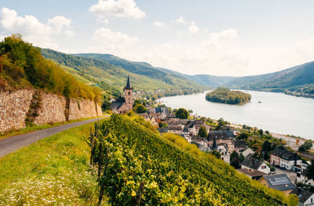 istock Vineyards near Lorch in Germany 867355848