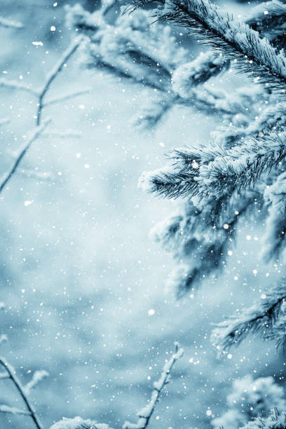 istock Winter scene - Frosted pine branches. Winter in the woods 867357120