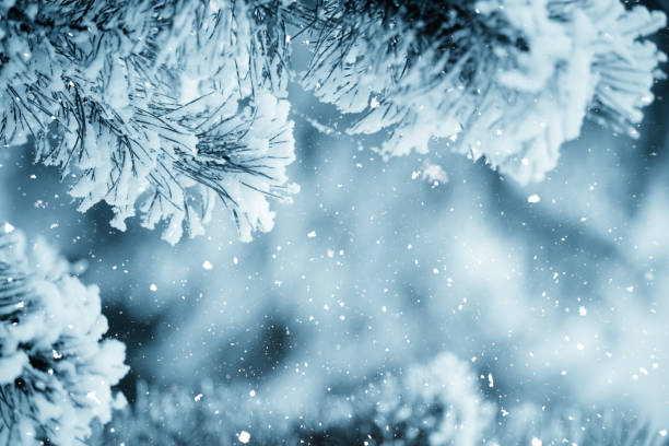 istock Winter scene - Frosted pine branches. Winter in the woods 867357126