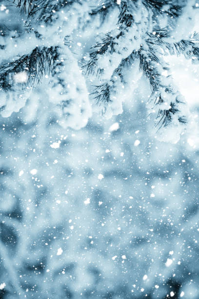 istock Winter scene - Frosted pine branches. Winter in the woods 867357130