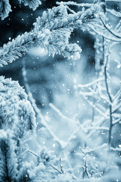 istock Winter scene - Frosted pine branches. Winter in the woods 867357144