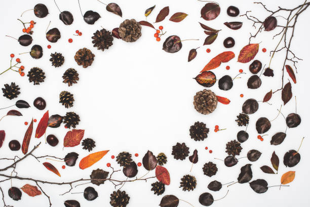 istock dried autumn leaves and pine cones 867359410