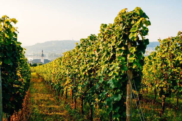 istock Vineyards near Rudesheim in Germany 867359630