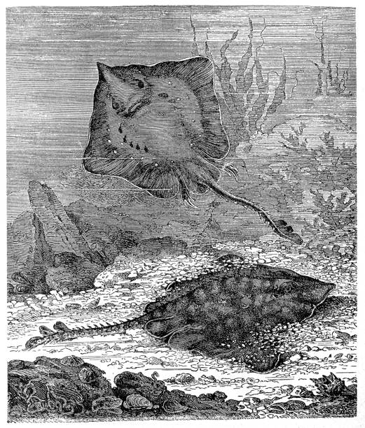 thornback ray (Raja clavata) Illustration of a thornback ray (Raja clavata) raja stock illustrations