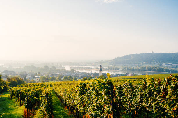 wijngaarden in de buurt van rudesheim in duitsland - rheingau stockfoto's en -beelden