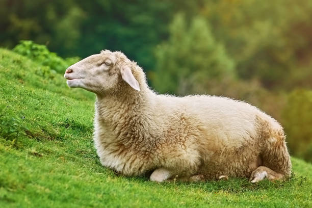 Owce na trawie – zdjęcie