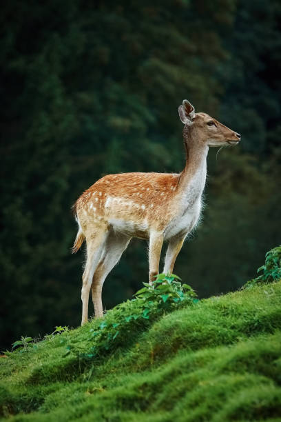 istock Deers near the Forest 867371116