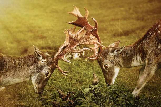 Deer Fight on the Pasture in Germany