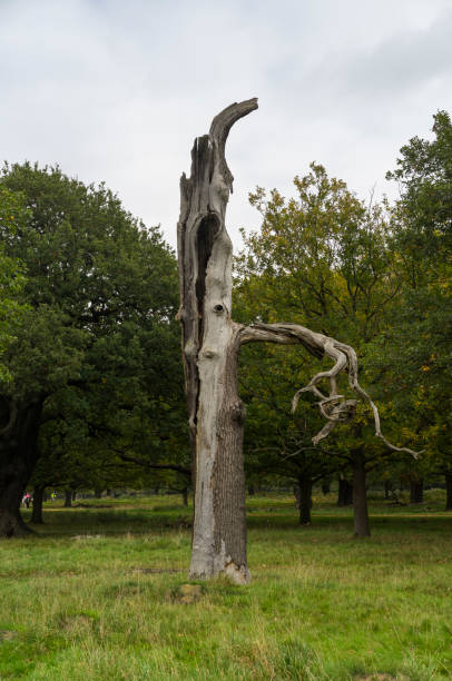 istock Richmond Park, Great Britan, October 14 2017 867371486