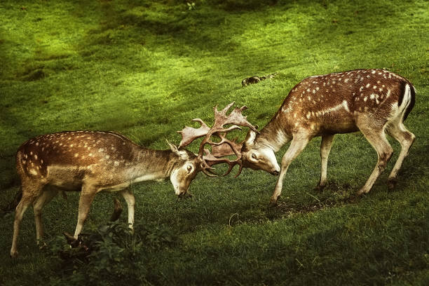 Deer Fight on the Pasture in Germany