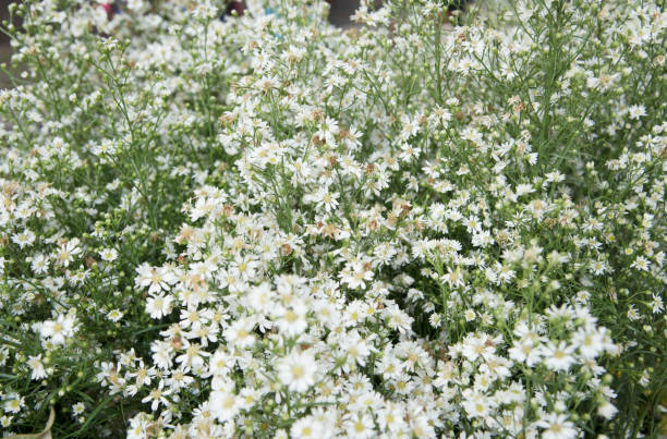 istock Flower nature as natural background 867377254