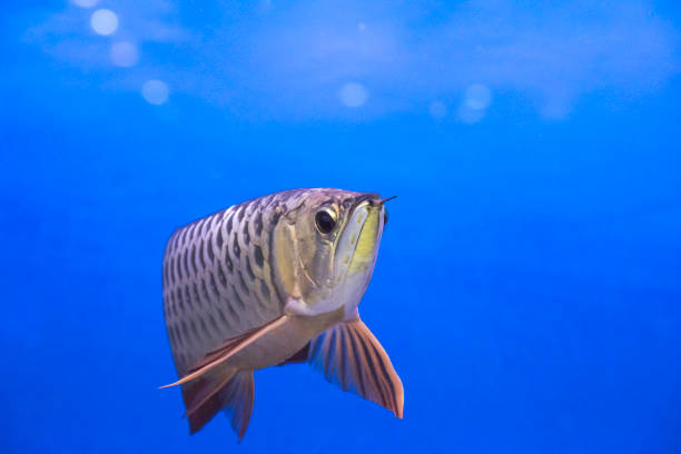 istock Asian Arowana fish on Blue background 867377392