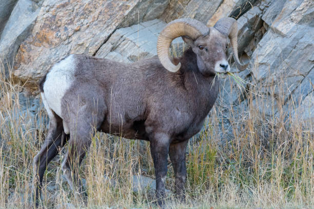 istock Colorado Rocky Mountain Bighorn Sheep 867377796