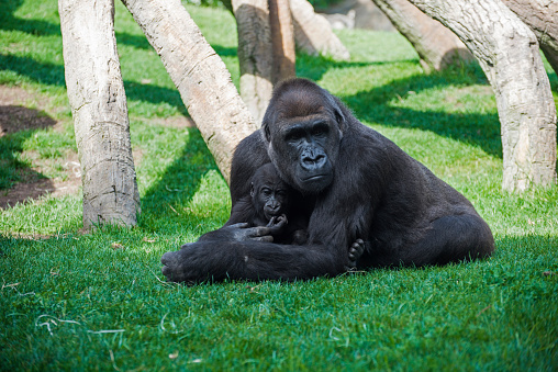 Mother gorilla with offspring on grass