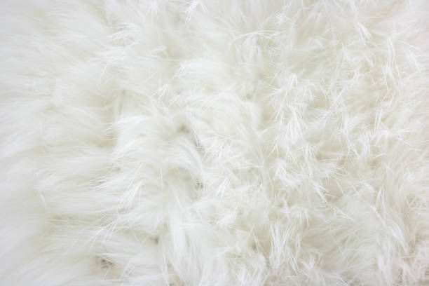 istock Gentle pattern from the white tips of a fluffy long-haired fur. 867378374